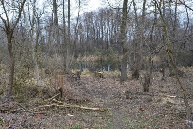 Alnus glutionosa deforestation / sječa šume crne johe